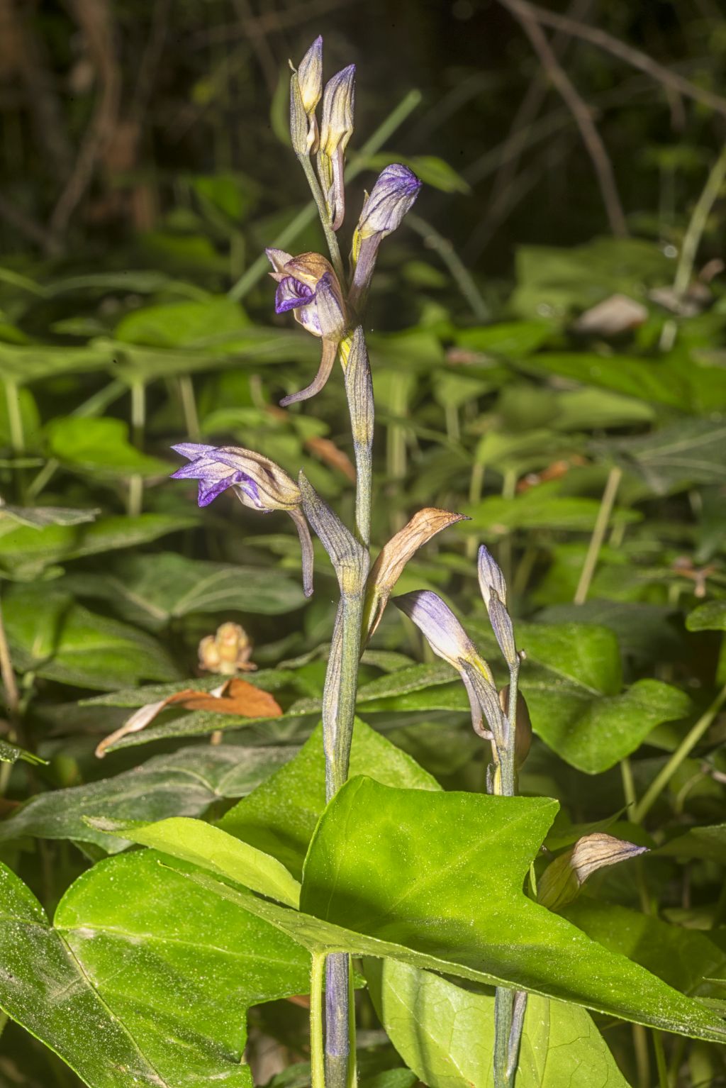 L''orchidea Fior di legna Limodorum abortivum